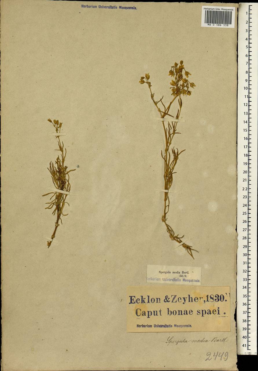 Spergularia media subsp. media, Африка (AFR) (ЮАР)