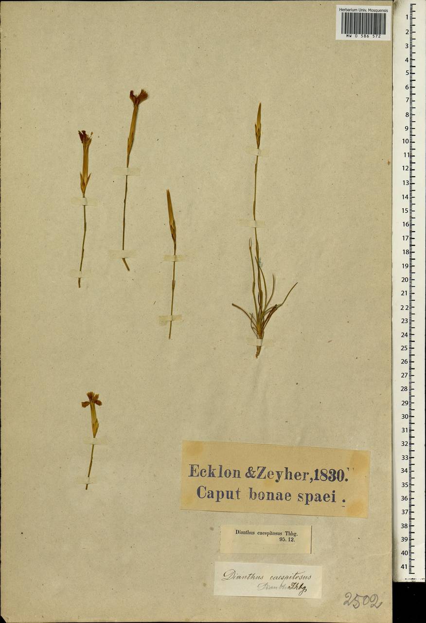 Dianthus caespitosus, Африка (AFR) (ЮАР)