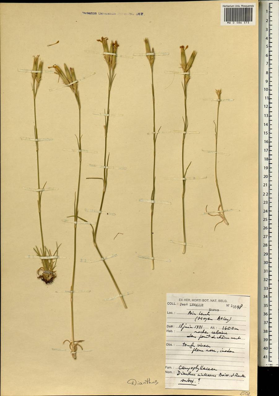Dianthus cintranus, Африка (AFR) (Марокко)