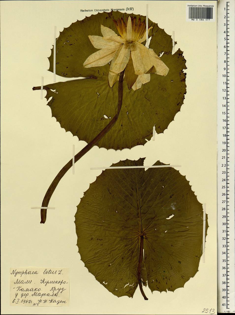 Nymphaea lotus L., Африка (AFR) (Мали)