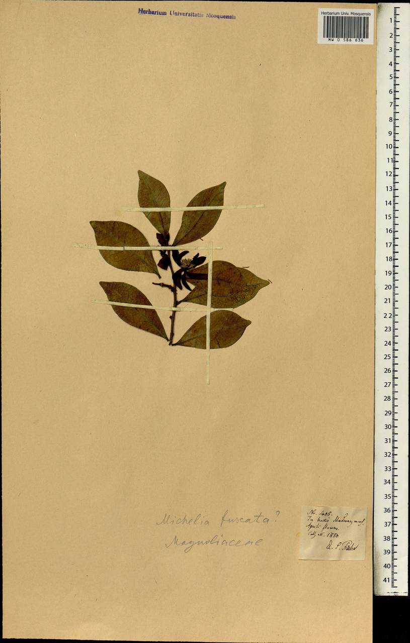 Magnoliaceae, Африка (AFR) (Португалия)