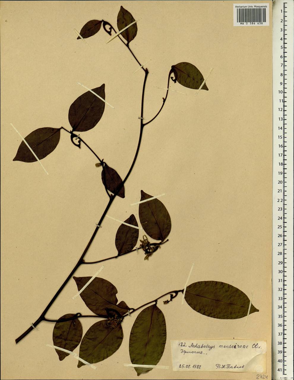 Artabotrys monteiroae Oliv., Африка (AFR) (Эфиопия)
