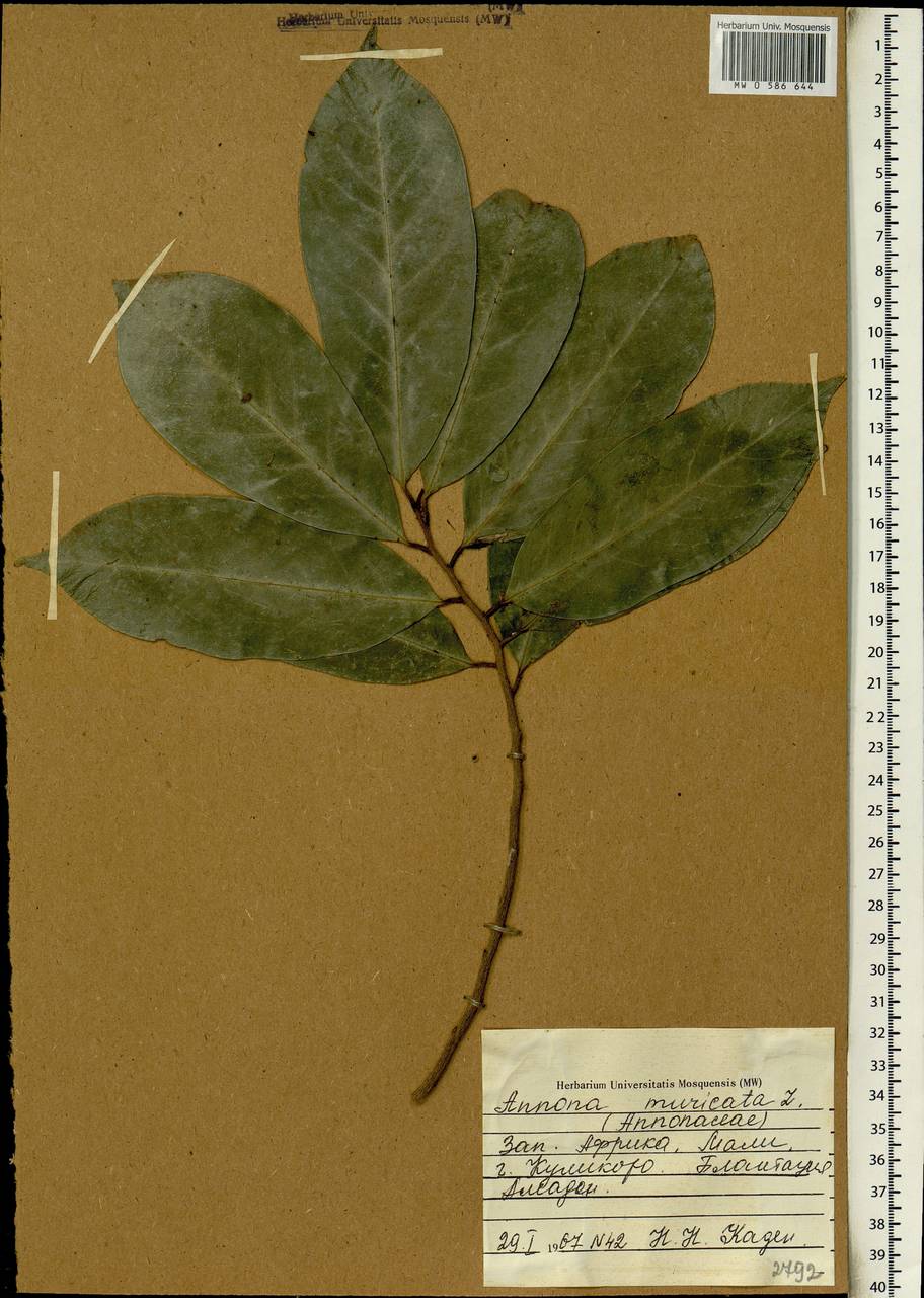 Annona muricata L., Африка (AFR) (Мали)