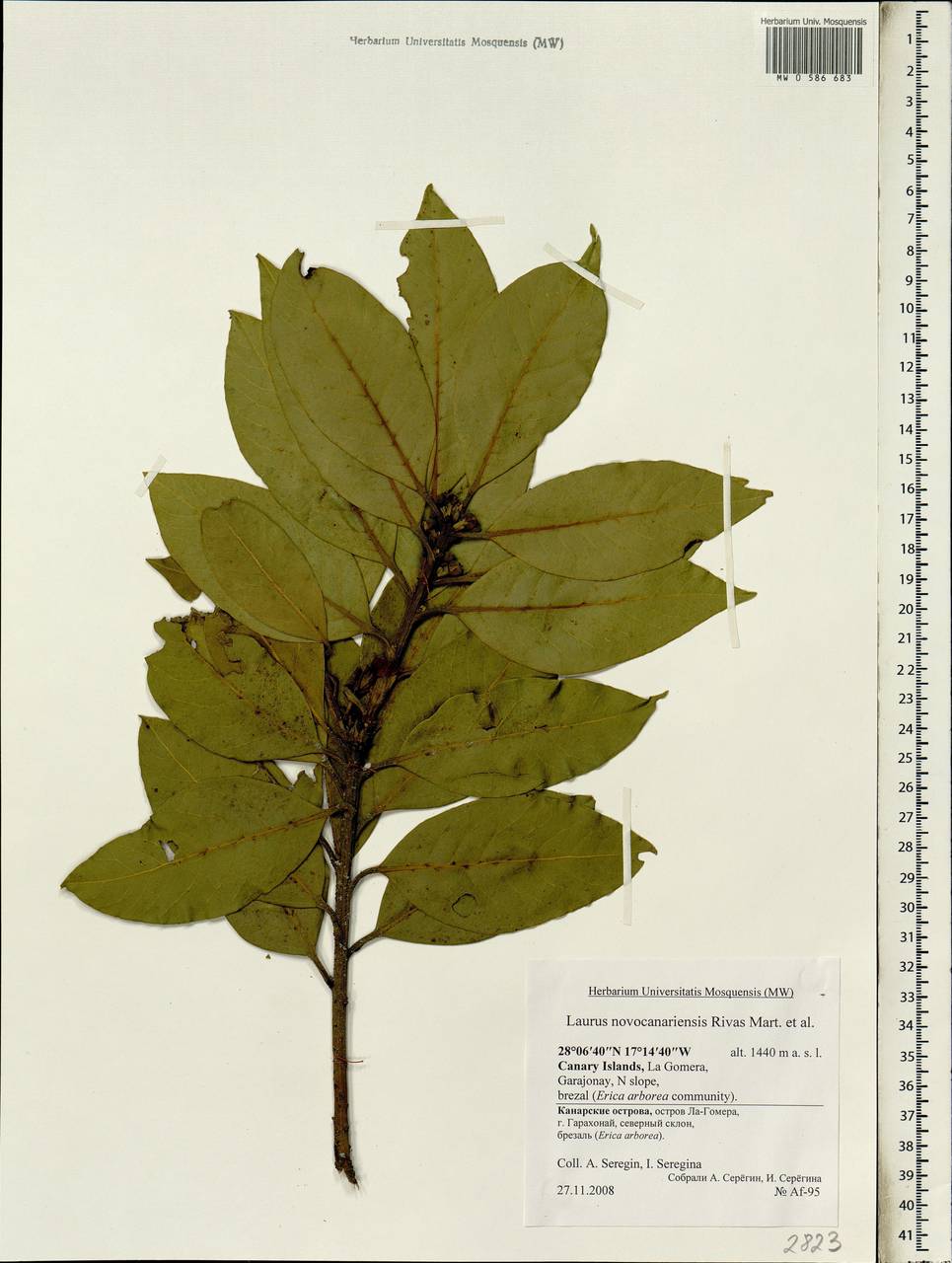 Laurus novocanariensis Rivas Mart., Lousã, Fern.Prieto, E.Días, J.C.Costa & C.Aguiar, Африка (AFR) (Испания)