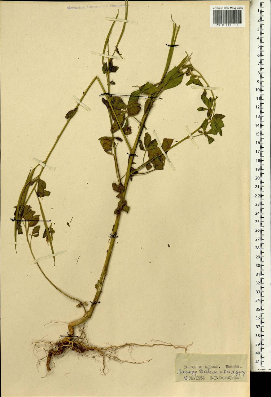 Brassicaceae, Африка (AFR) (Гвинея)
