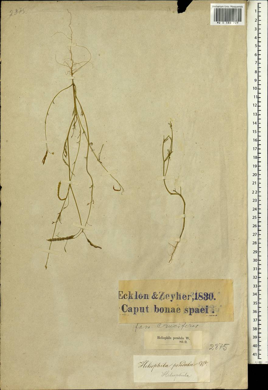 Heliophila pendula Willd., Африка (AFR) (ЮАР)