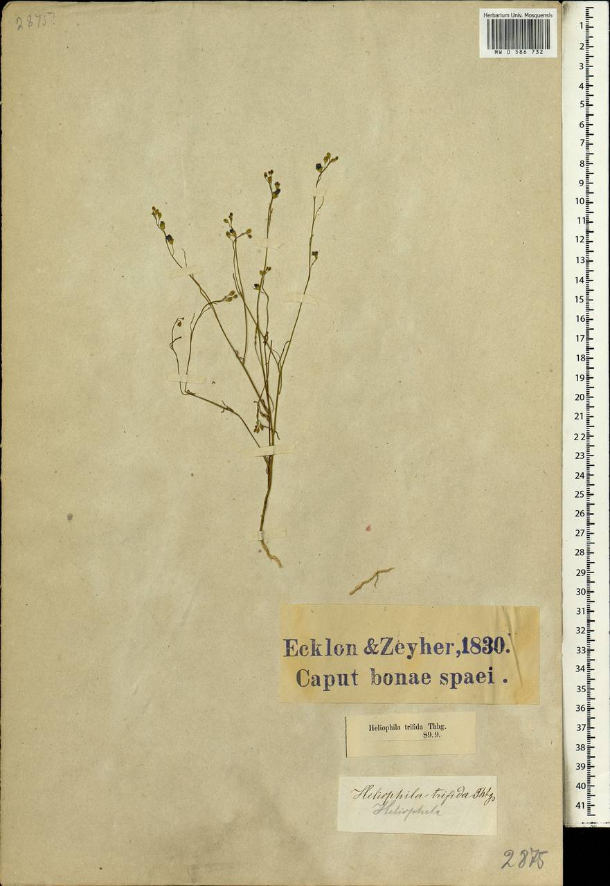 Heliophila pinnata L.f., Африка (AFR) (ЮАР)