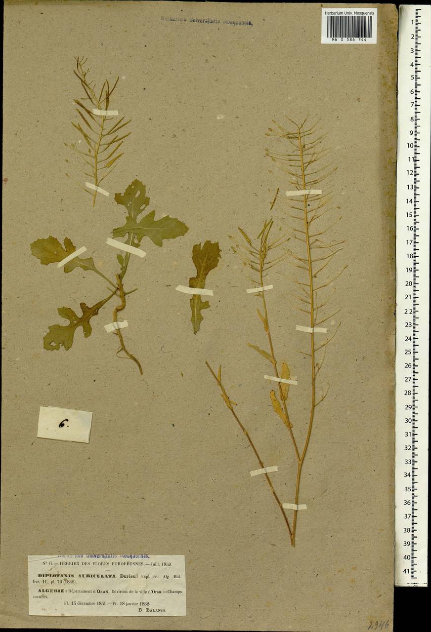 Diplotaxis tenuisiliqua subsp. tenuisiliqua, Африка (AFR) (Алжир)