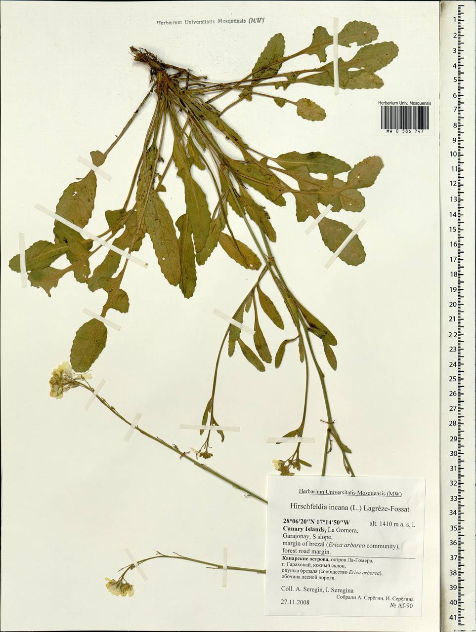 Гиршфельдия серая (L.) Lagr.-Foss., Африка (AFR) (Испания)