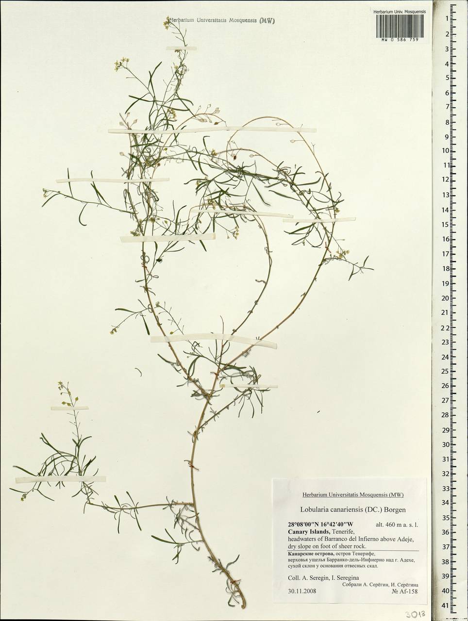 Lobularia canariensis (DC.) L. Borgen, Африка (AFR) (Испания)