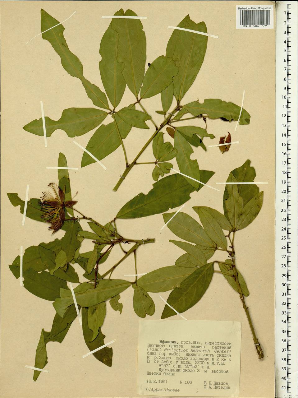 Capparaceae, Африка (AFR) (Эфиопия)