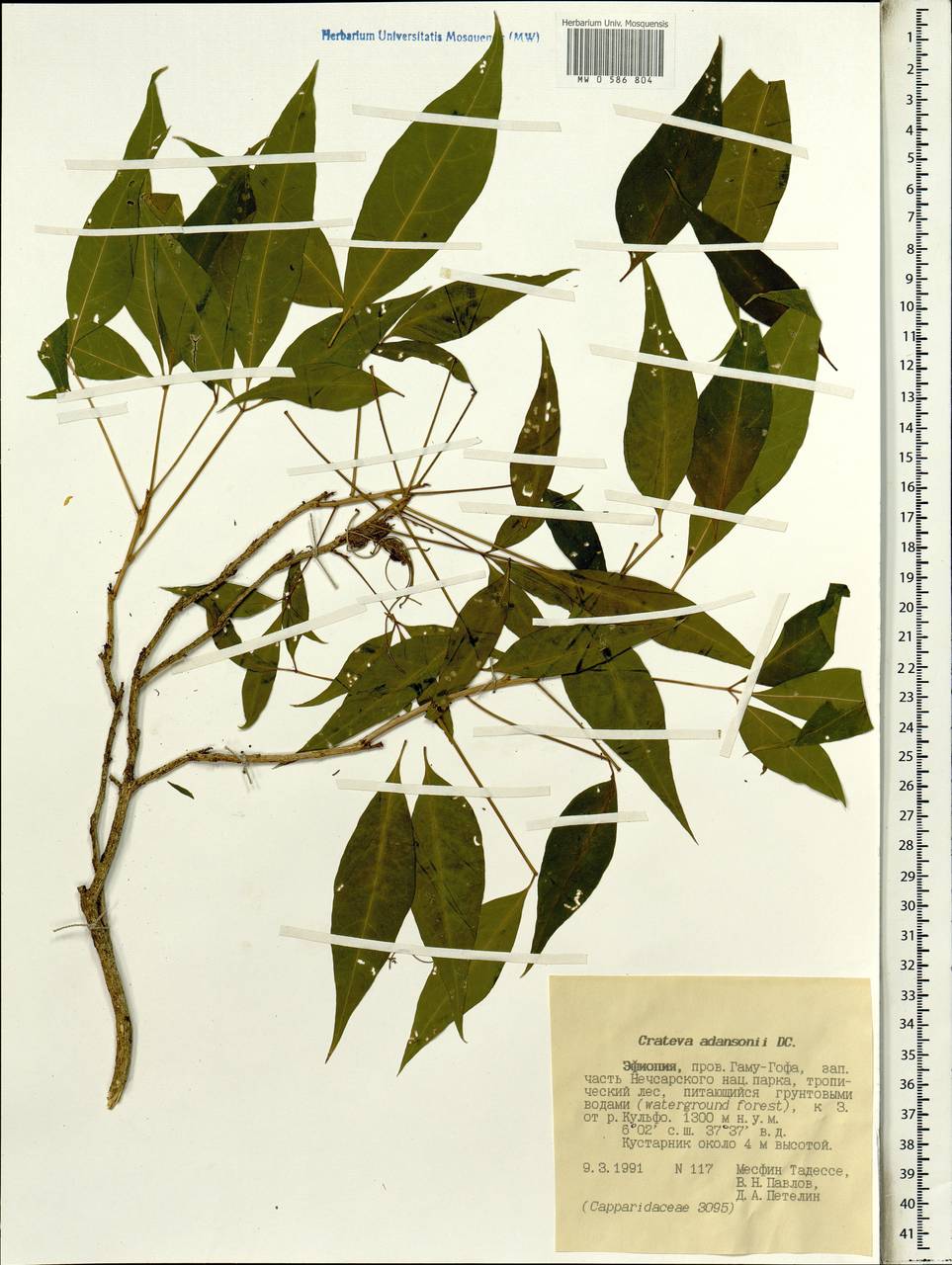 Crateva adansonii, Африка (AFR) (Эфиопия)