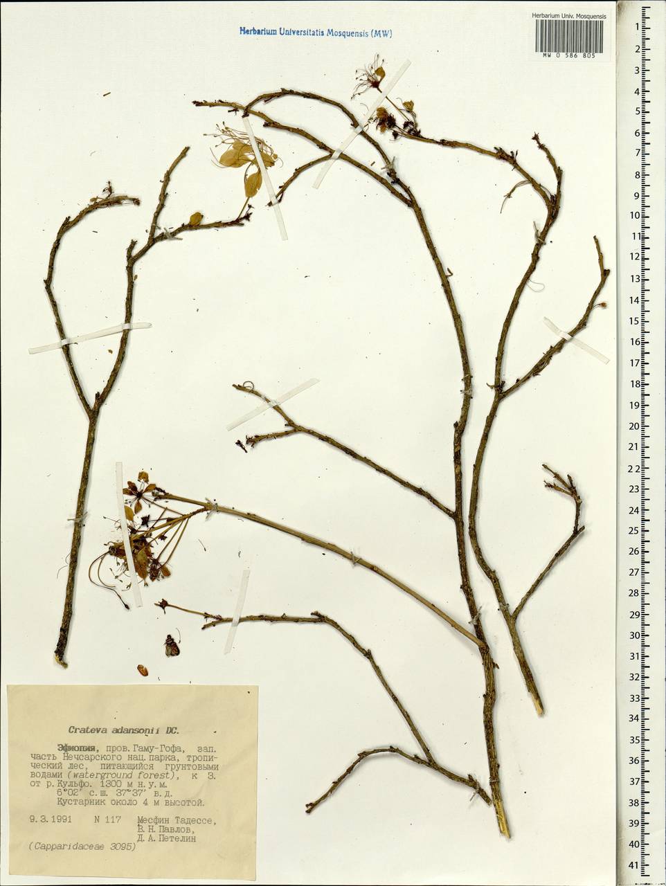 Crateva adansonii, Африка (AFR) (Эфиопия)