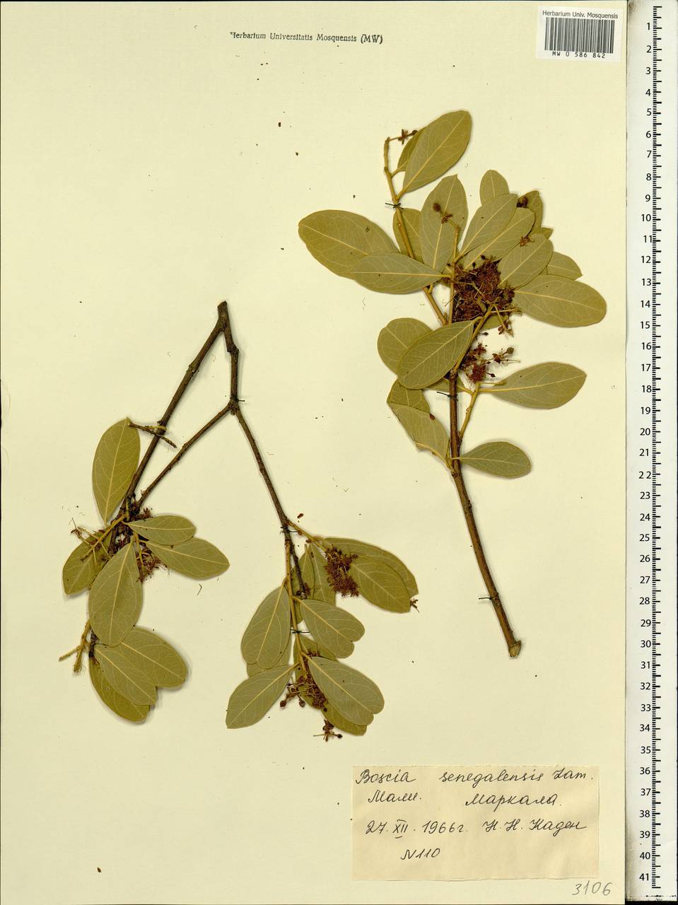 Boscia senegalensis Lam., Африка (AFR) (Мали)