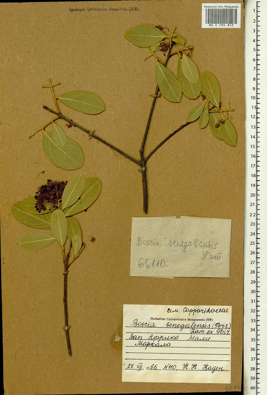 Boscia senegalensis Lam., Африка (AFR) (Мали)
