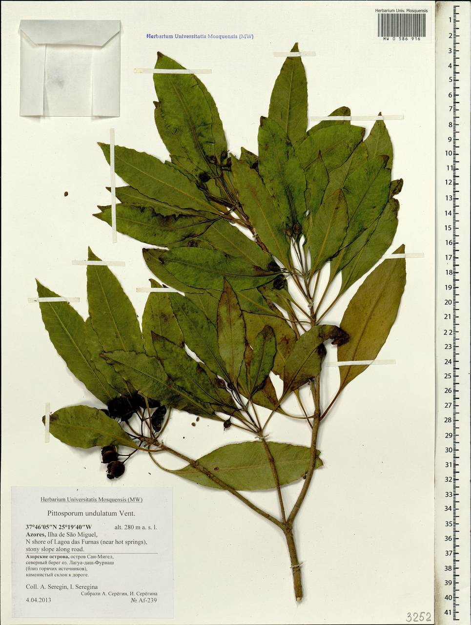 Pittosporum undulatum, Африка (AFR) (Португалия)