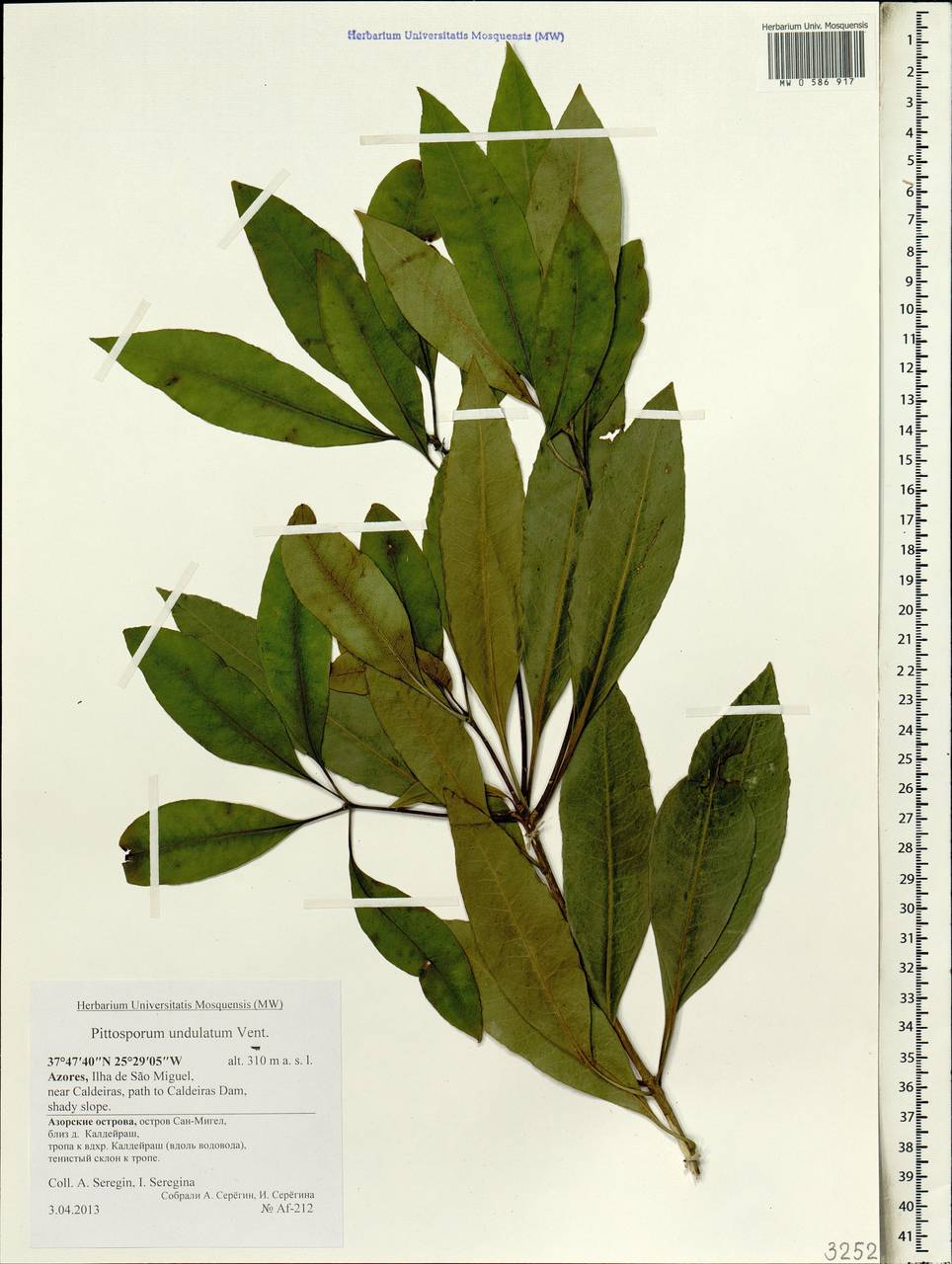 Pittosporum undulatum, Африка (AFR) (Португалия)