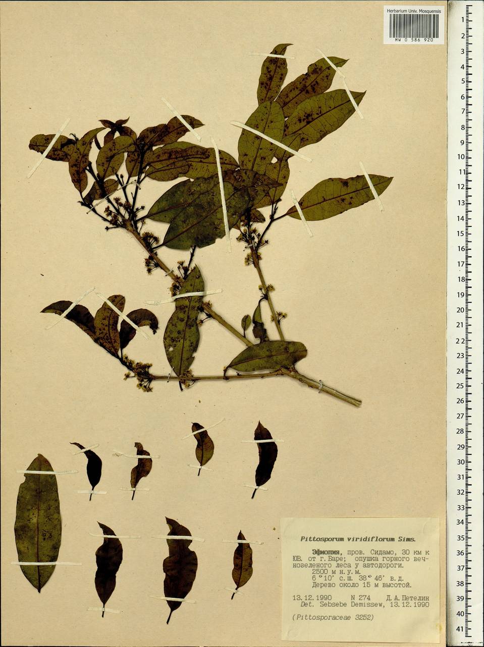 Pittosporum viridiflorum Sims, Африка (AFR) (Эфиопия)