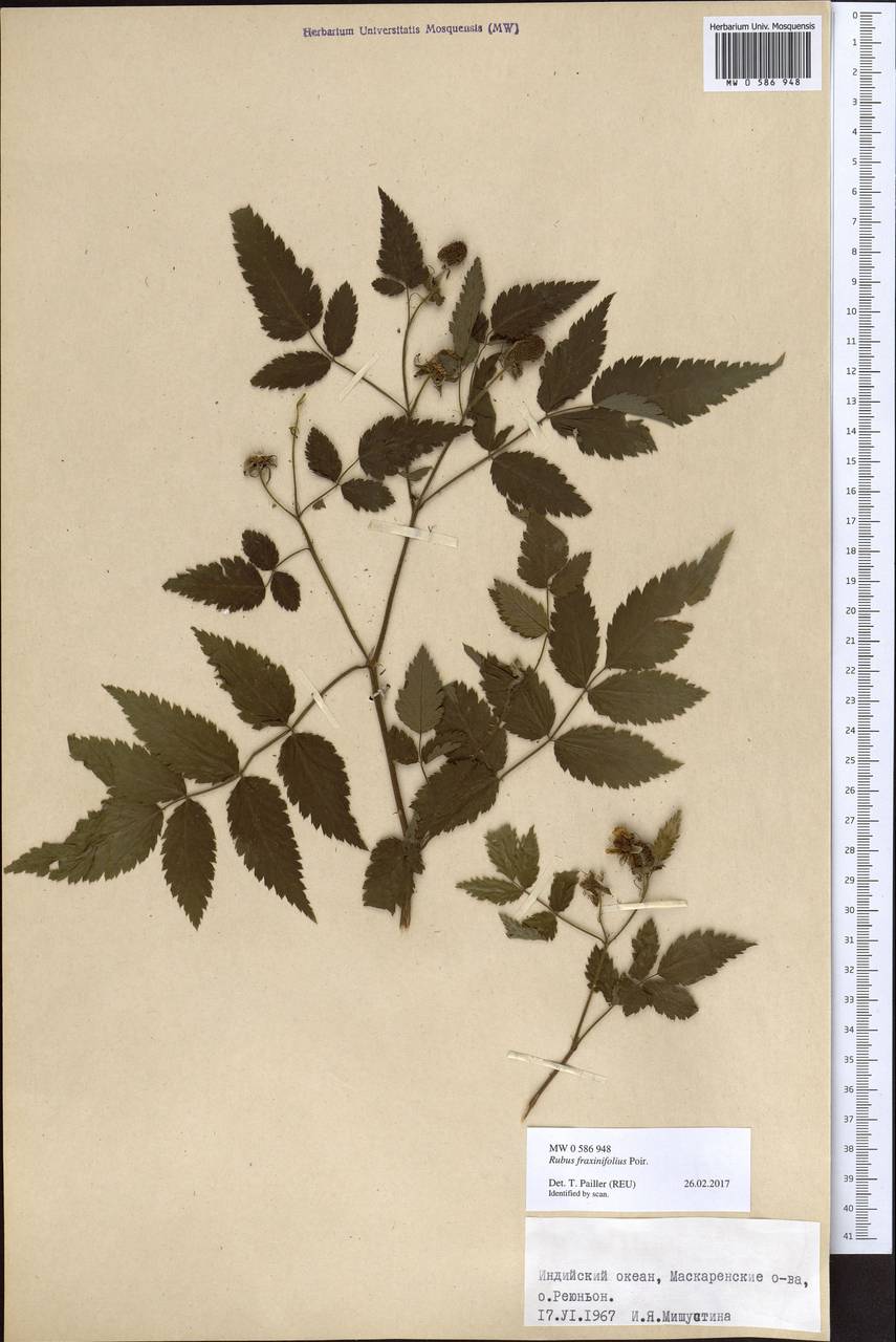 Rubus fraxinifolius Poir., Африка (AFR) (Реюньон)