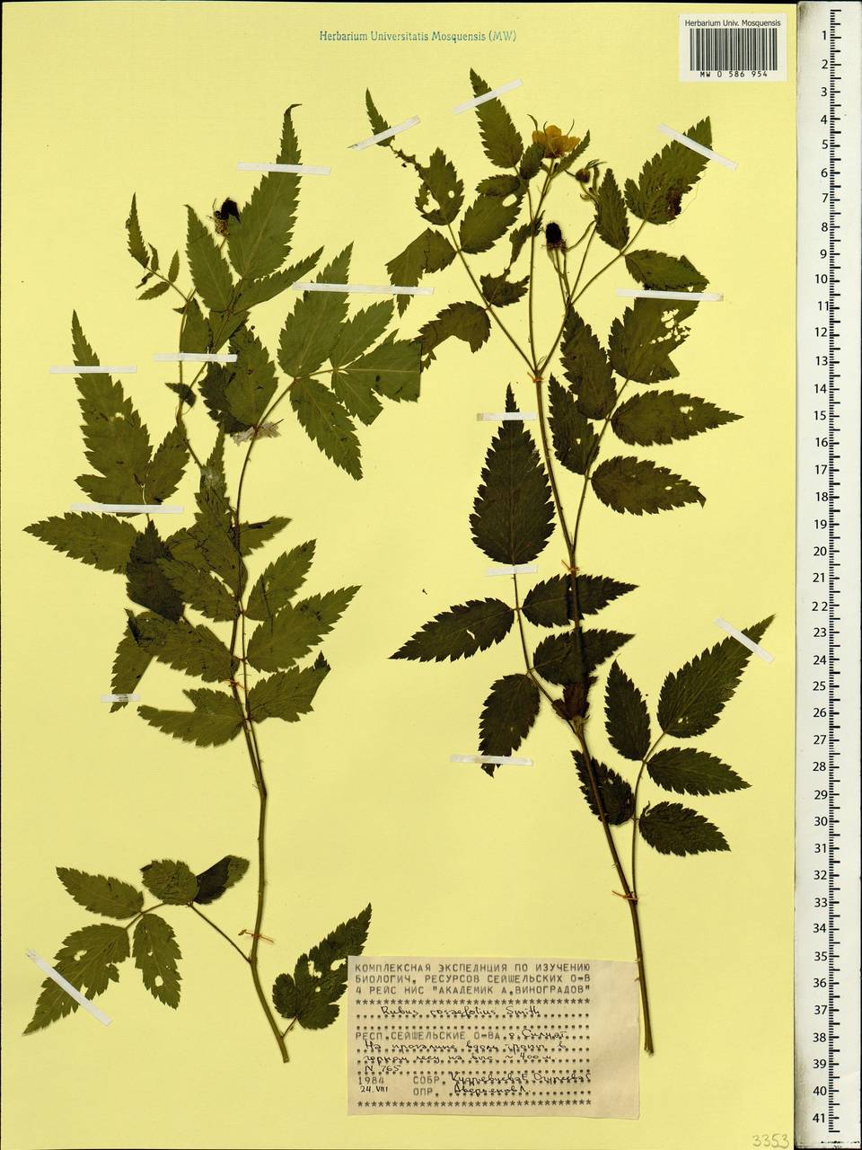 Rubus rosifolius Sm., Африка (AFR) (Сейшельские острова)
