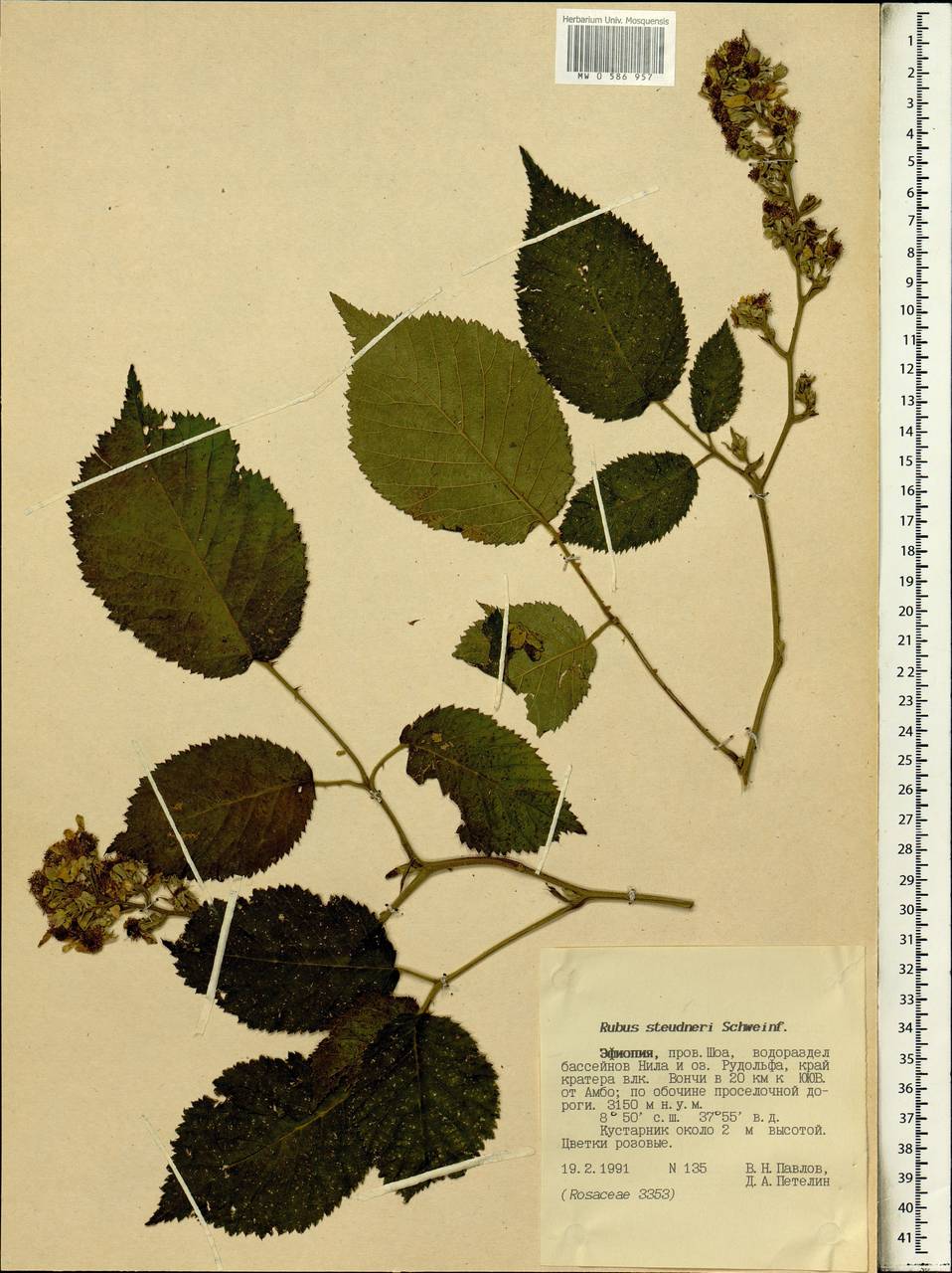 Rubus steudneri Schweinf., Африка (AFR) (Эфиопия)
