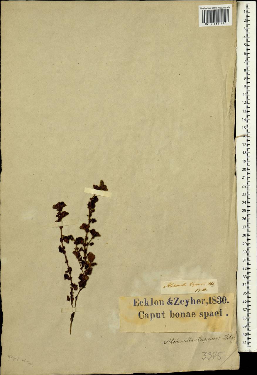 Alchemilla capensis Thunb., Африка (AFR) (ЮАР)