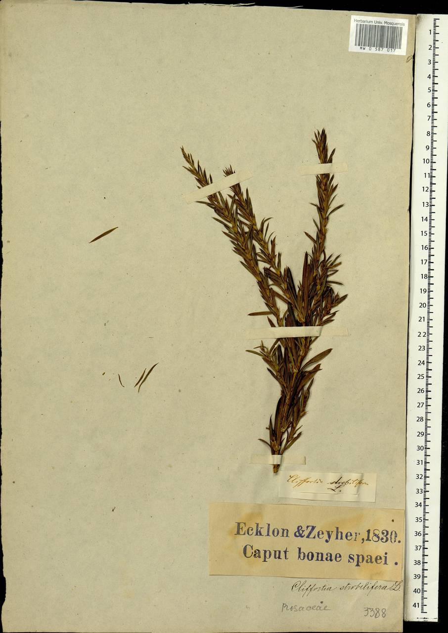 Cliffortia strobilifera L., Африка (AFR) (ЮАР)