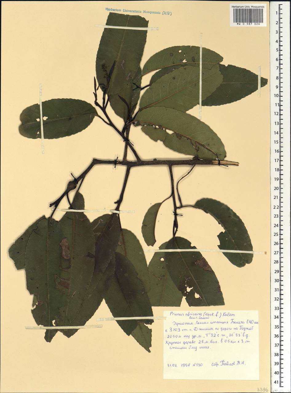 Pygeum africanum Hook. fil., Африка (AFR) (Эфиопия)