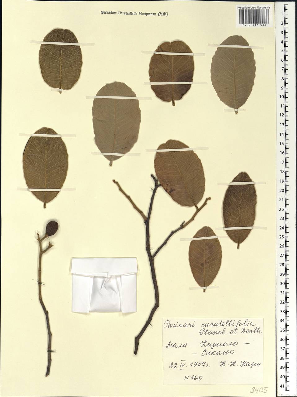 Parinari curatellifolia Benth. ex Planch., Африка (AFR) (Мали)