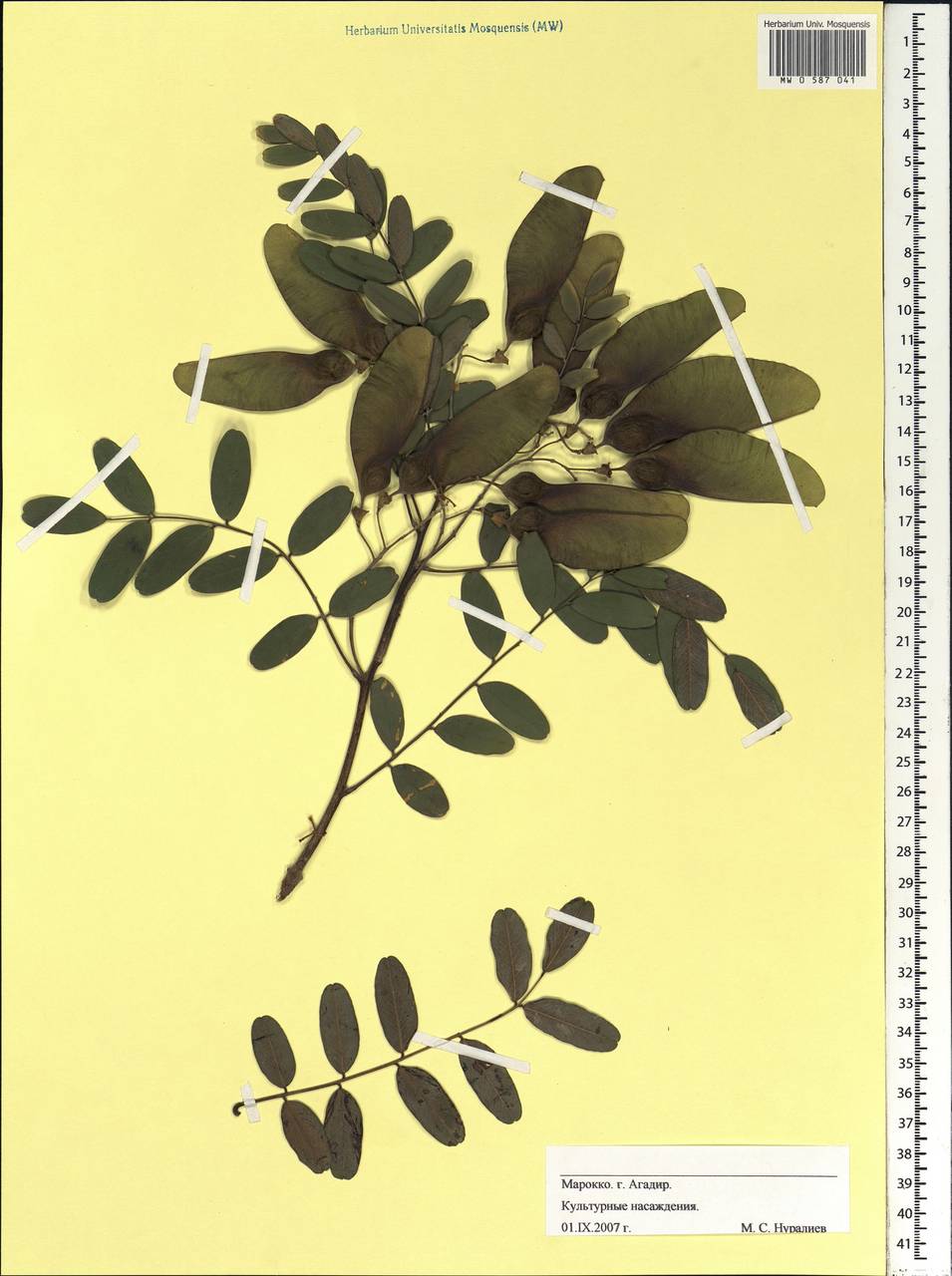 Fabaceae, Африка (AFR) (Марокко)