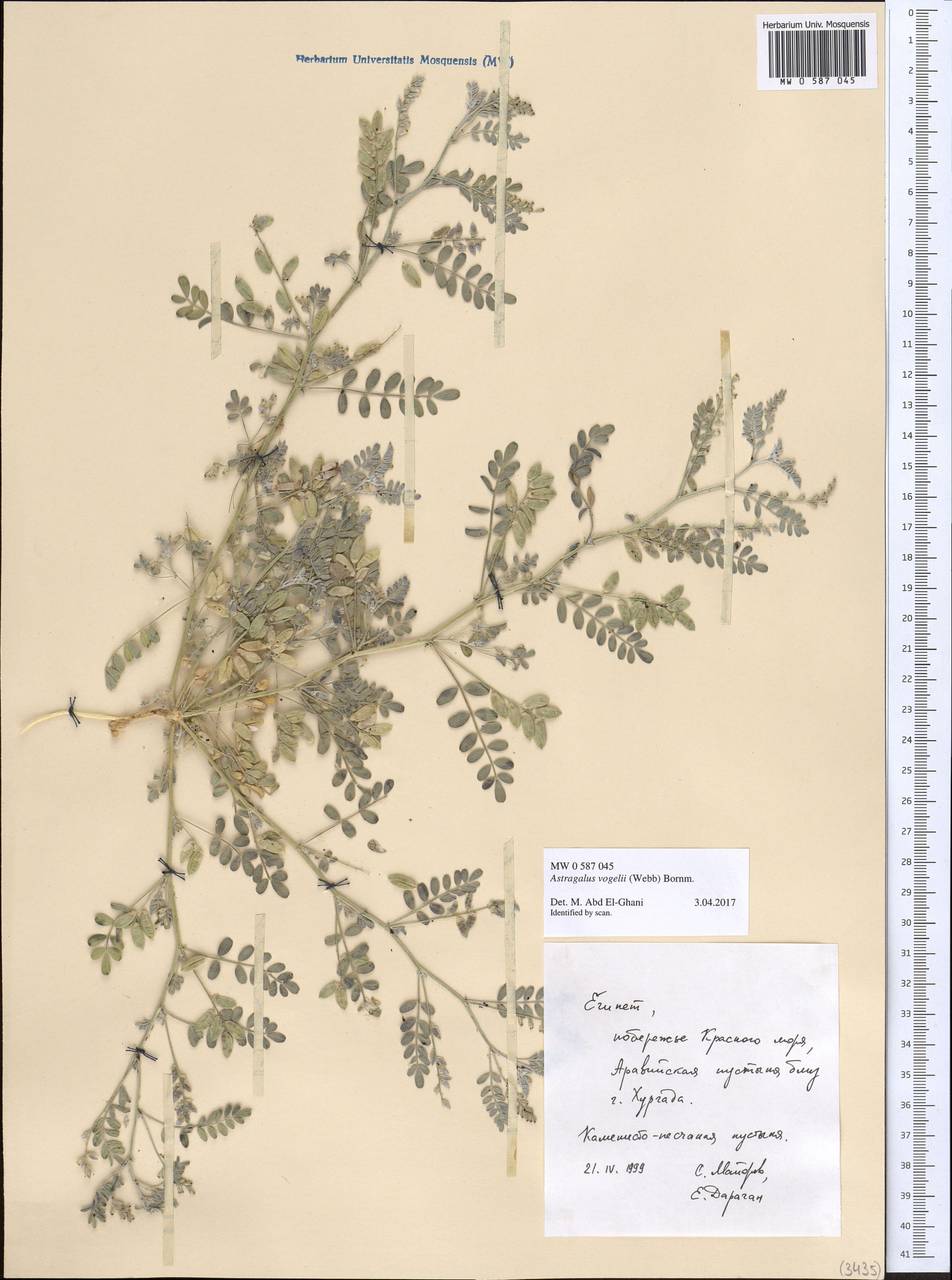 Podlechiella vogelii subsp. vogelii, Африка (AFR) (Египет)