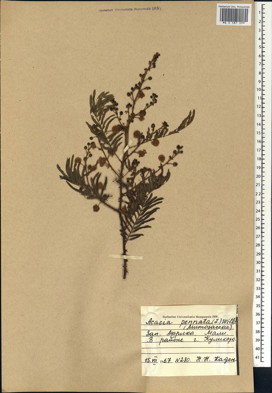 Senegalia pennata (L.) Maslin, Африка (AFR) (Мали)