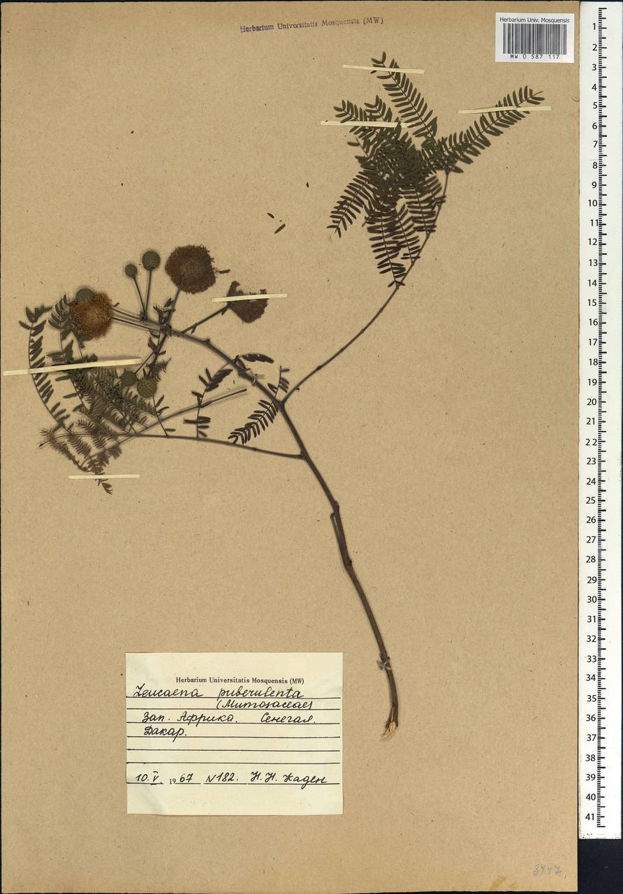 Leucaena pulverulenta (Schltdl.)Benth., Африка (AFR) (Сенегал)
