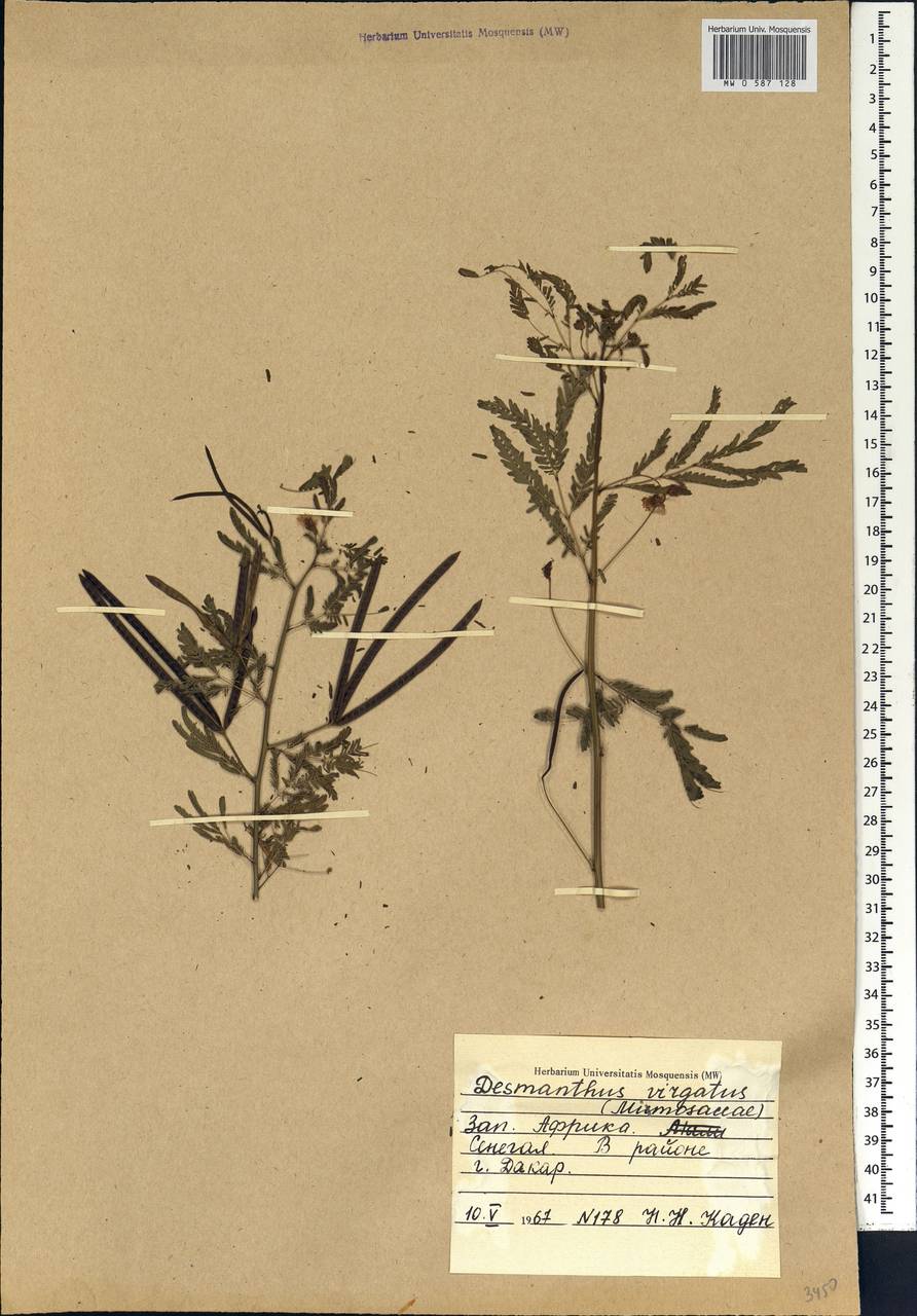 Desmanthus virgatus (L.)Willd., Африка (AFR) (Сенегал)