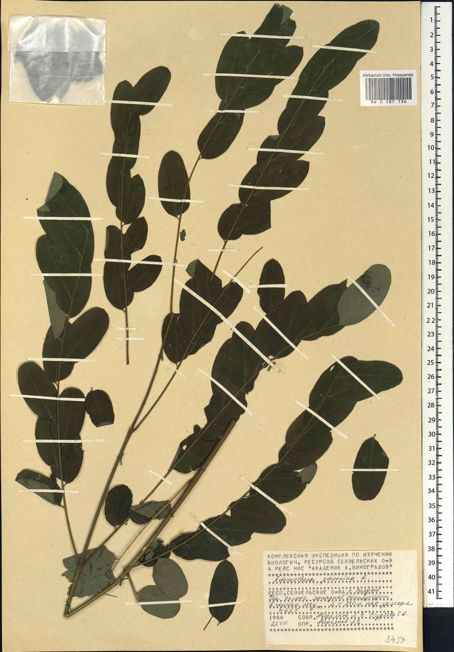 Adenanthera pavonina L., Африка (AFR) (Сейшельские острова)