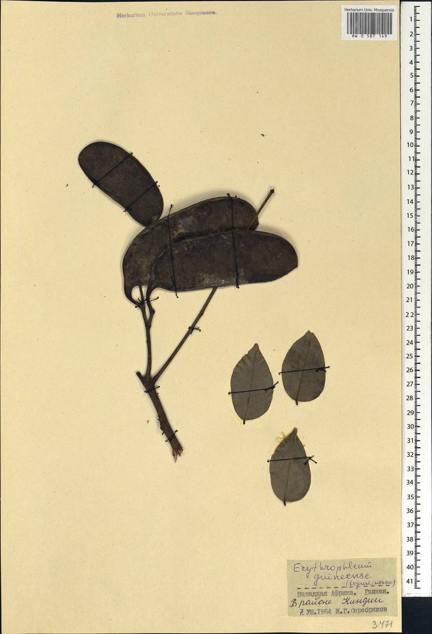Erythrophleum suaveolens (Guill. & Perr.)Brenan, Африка (AFR) (Гвинея)