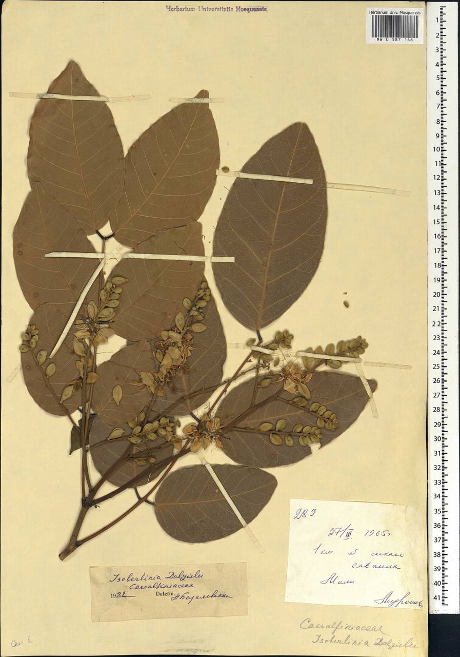 Isoberlinia tomentosa (Harms)Craib & Stapf, Африка (AFR) (Мали)