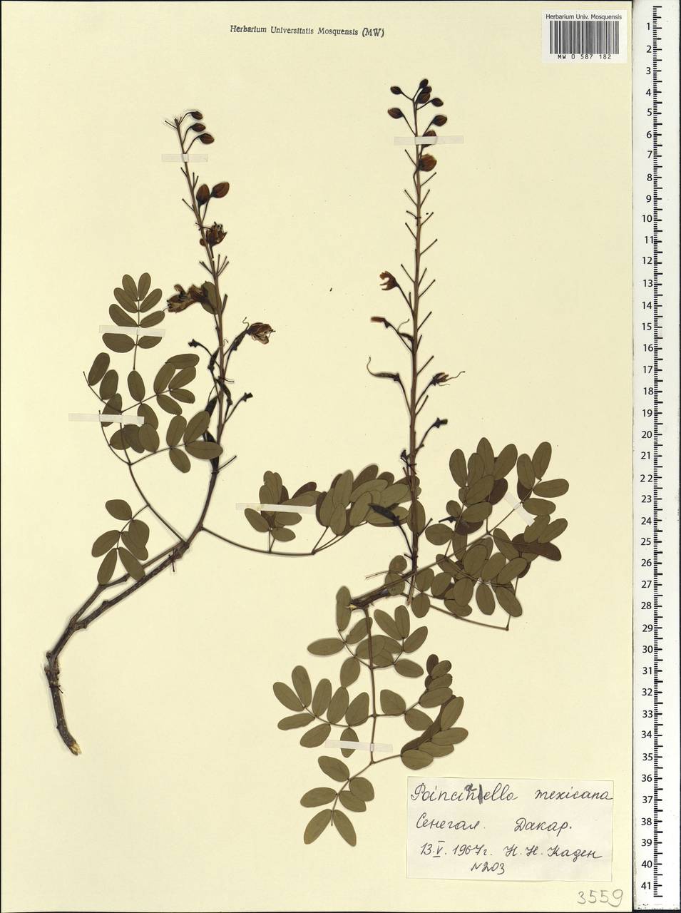 Caesalpinia mexicana A.Gray, Африка (AFR) (Сенегал)