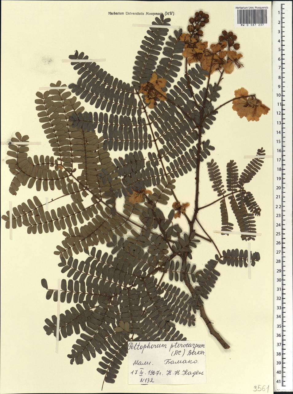 Peltophorum pterocarpum (DC.)K.Heyne, Африка (AFR) (Мали)