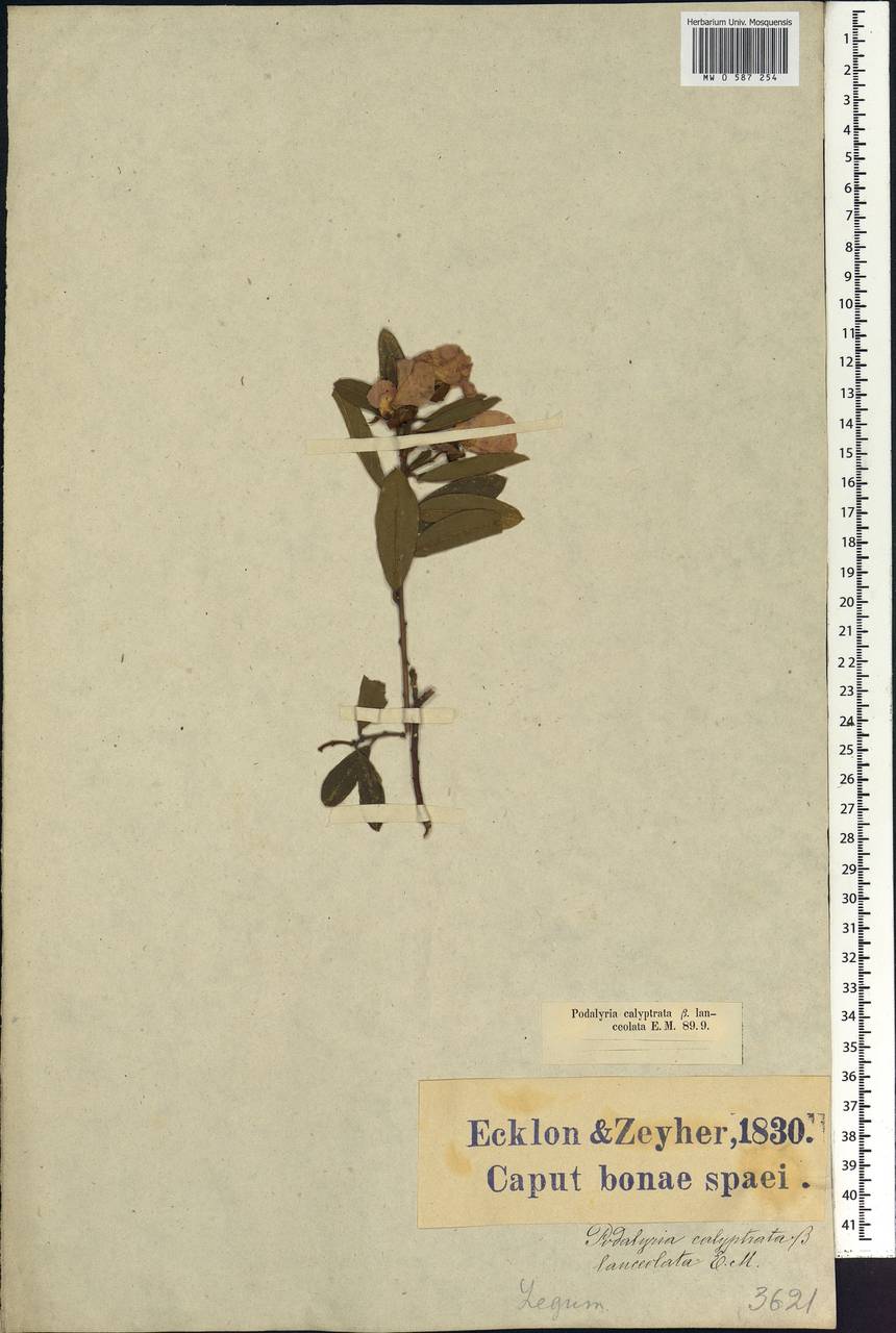 Podalyria calyptrata (Retz.)Willd., Африка (AFR) (ЮАР)