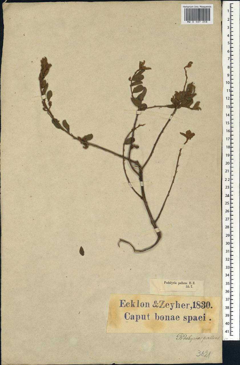 Podalyria myrtillifolia (Retz.) Willd., Африка (AFR) (ЮАР)