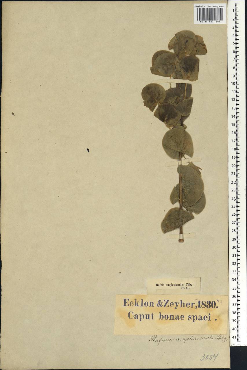 Rafnia amplexicaulis Thunb., Африка (AFR) (ЮАР)