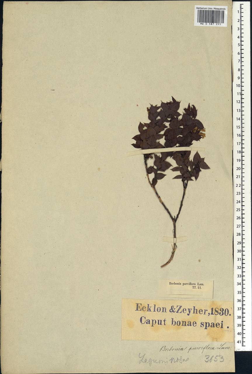 Aspalathus crenata (L.)R.Dahlgren, Африка (AFR) (ЮАР)
