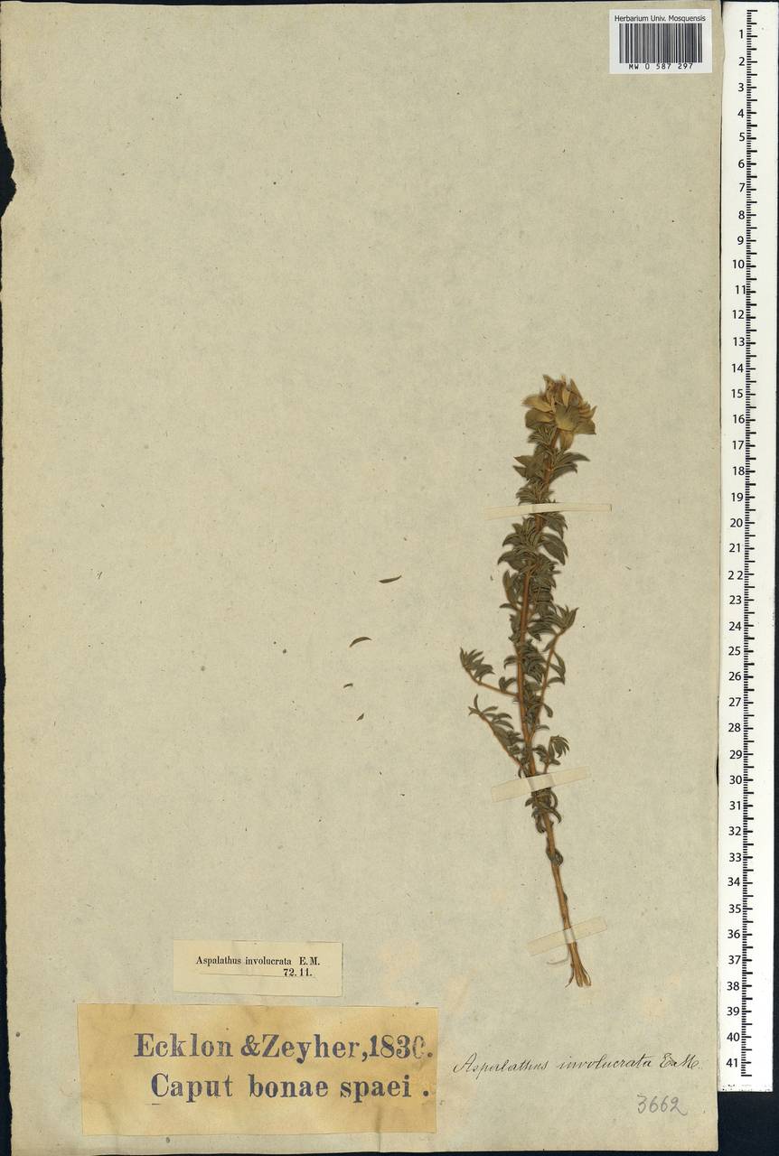 Aspalathus fasciculata (Thunb.)R.Dahlgren, Африка (AFR) (ЮАР)