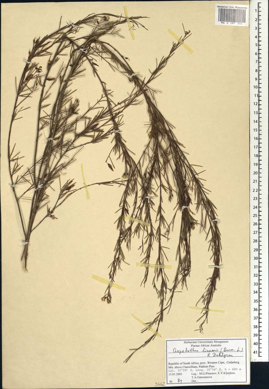 Aspalathus linearis (Burm.f.)R.Dahlgren, Африка (AFR) (ЮАР)