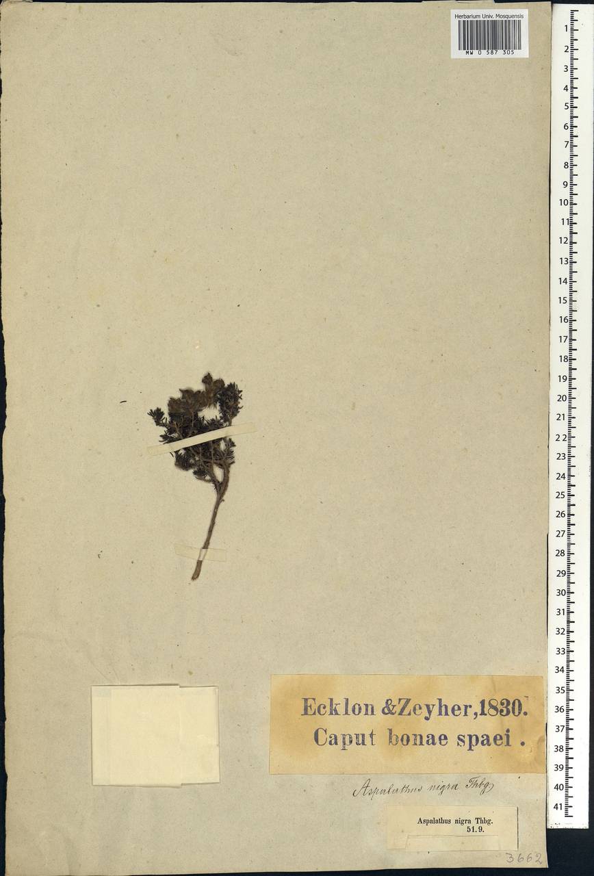Aspalathus nigra L., Африка (AFR) (ЮАР)