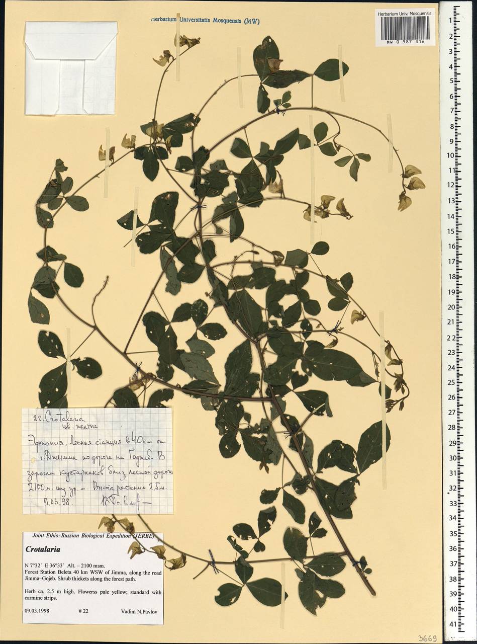 Crotalaria, Африка (AFR) (Эфиопия)