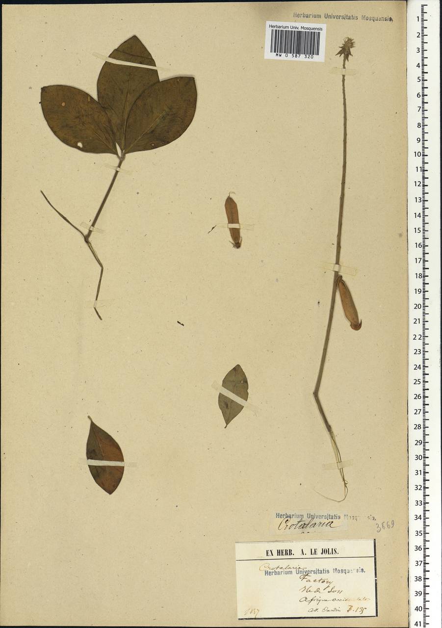 Crotalaria, Африка (AFR) (Гвинея)