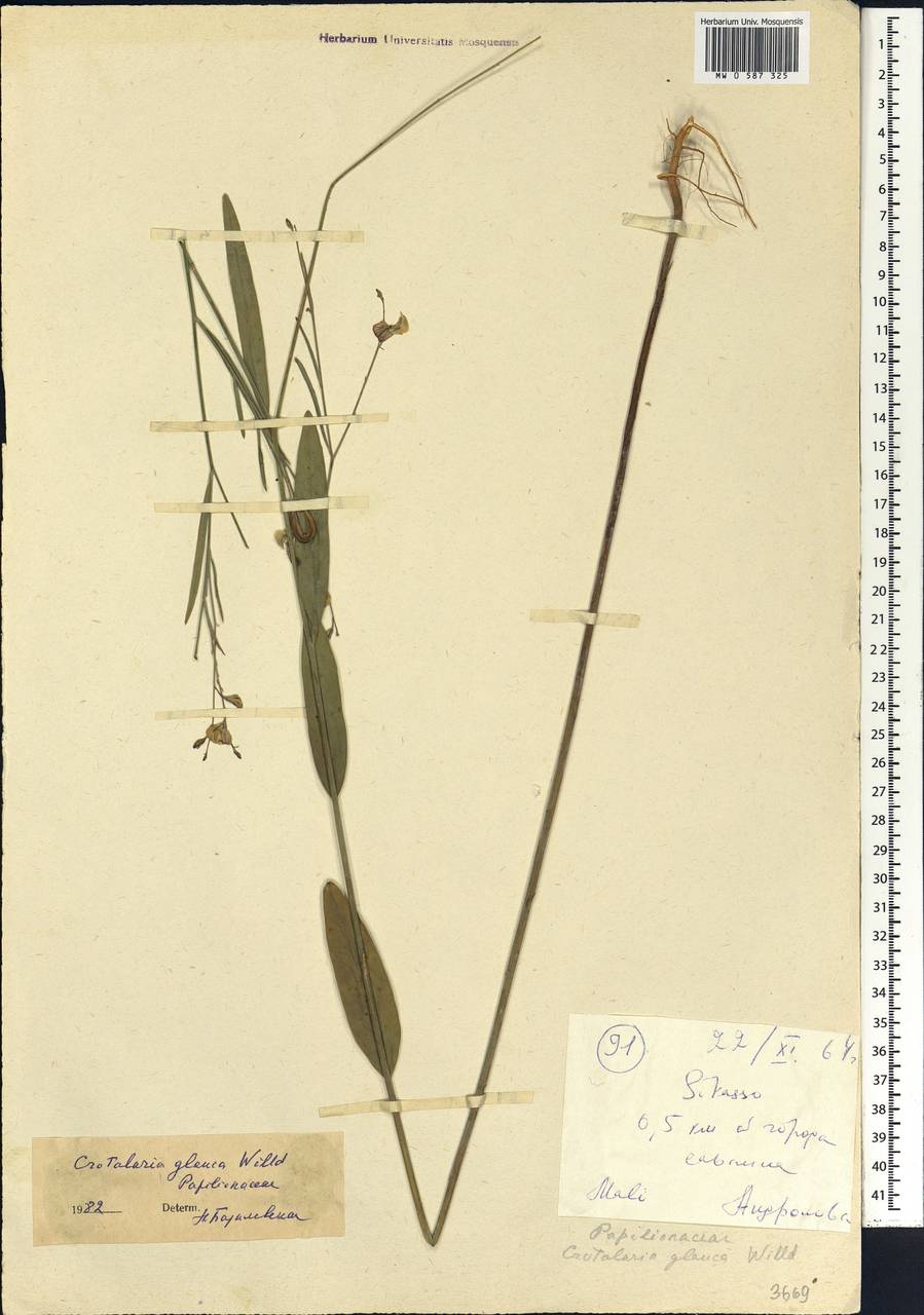 Crotalaria glauca Willd., Африка (AFR) (Мали)
