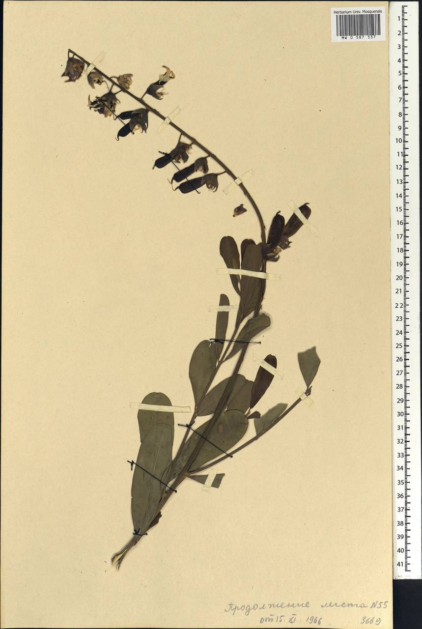 Crotalaria retusa L., Африка (AFR) (Мали)